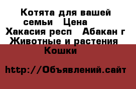 Котята для вашей семьи › Цена ­ 1 - Хакасия респ., Абакан г. Животные и растения » Кошки   
